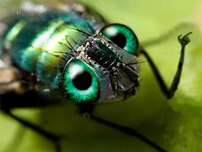 Mosca verde, Mouche Verte, Green Fly